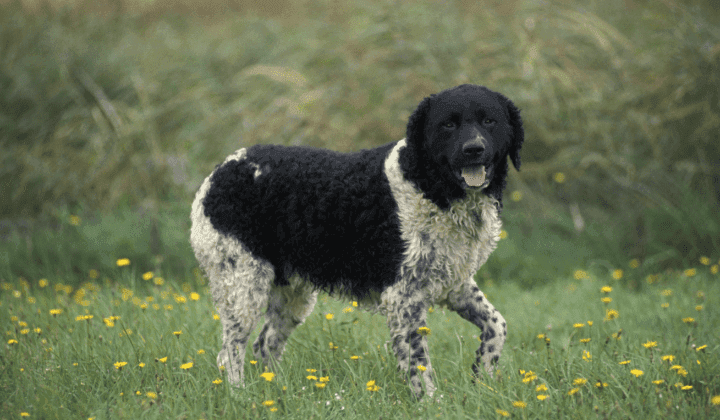 Wetterhound