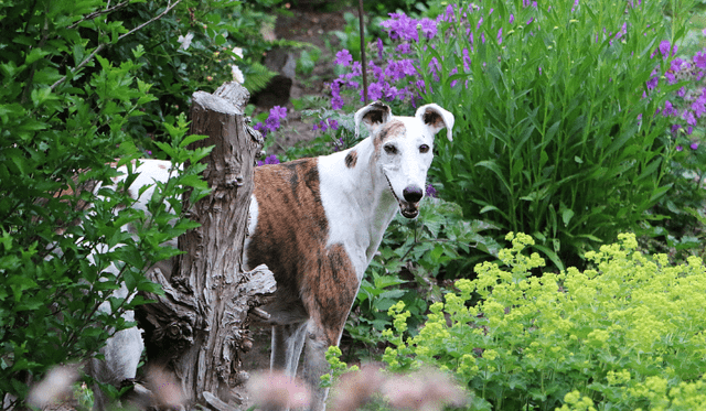 Španělský galgo