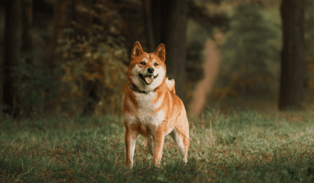 Shiba