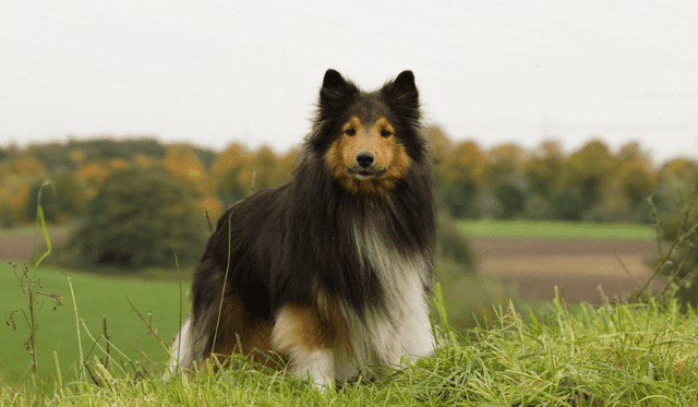 Sheltie