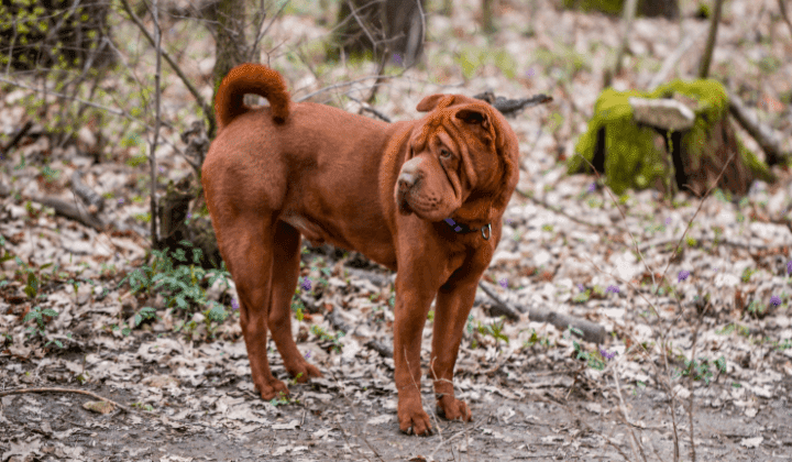 Shar-Pei
