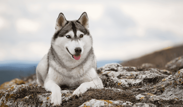 Sibiřský husky
