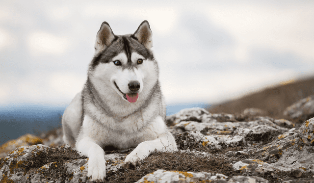 Sibiřský husky