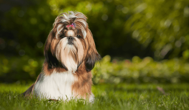 Shih-tzu