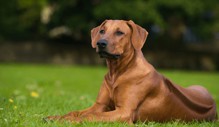 Rhodéský ridgeback