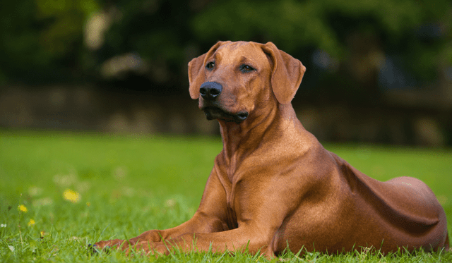 Rhodéský ridgeback