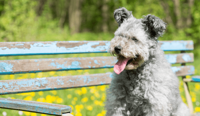 Pumi