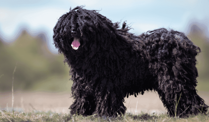 Puli