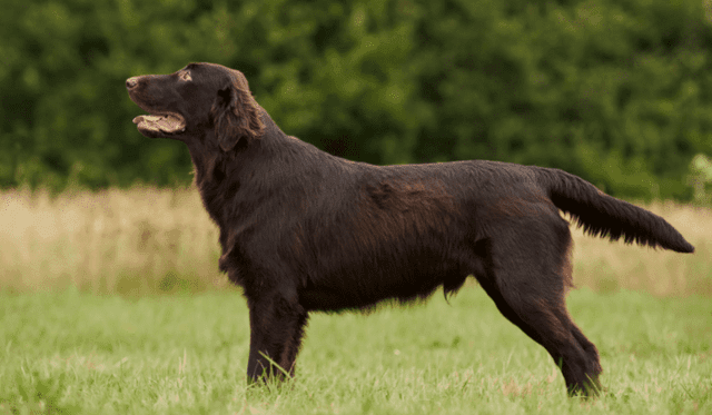 Flat Coated Retriever