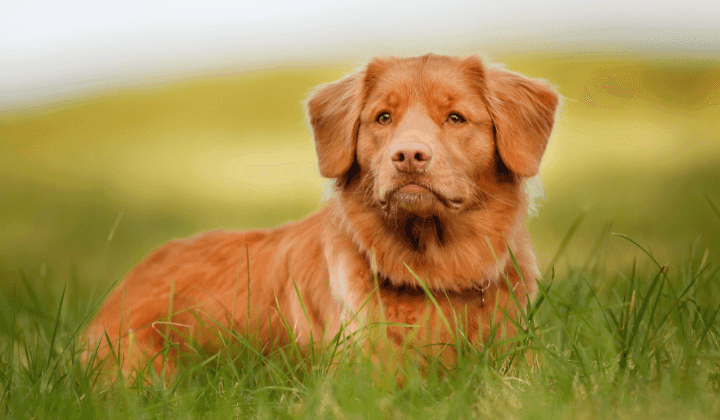 Nova Scotia Duck Tolling Retriever