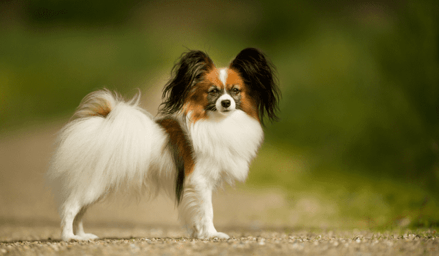 Papillon