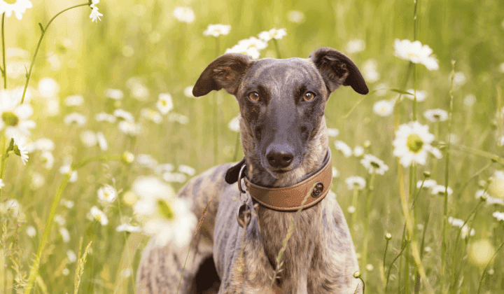 Whippet