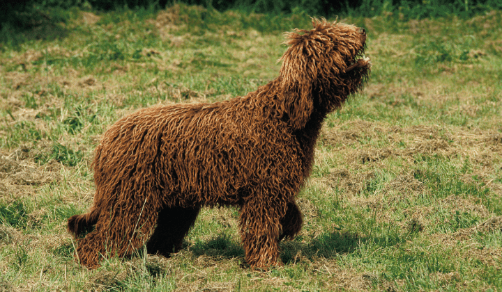 Barbet