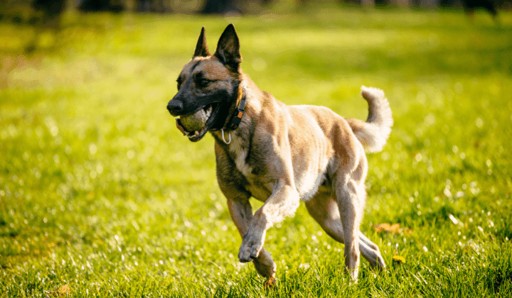 Belgický ovčák - Malinois