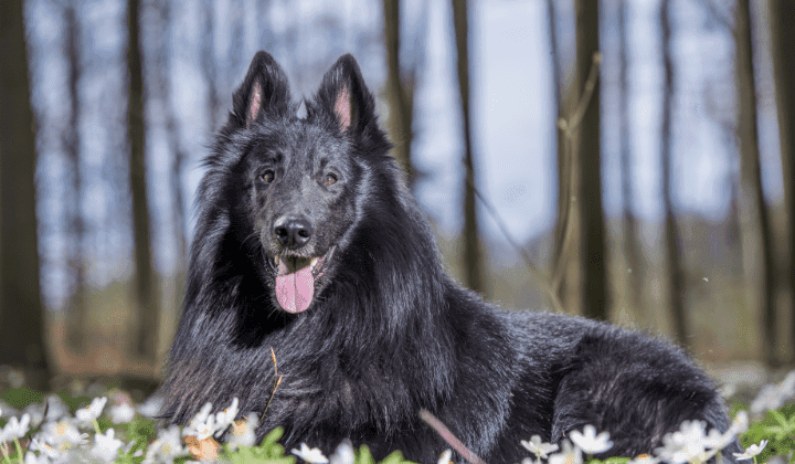 Belgický ovčák - Groenendael