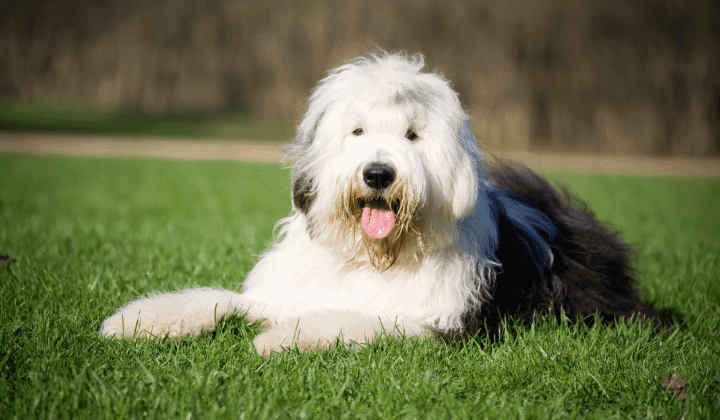 Bobtail