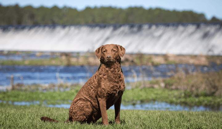 Chesapeake Bay Retriever