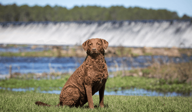 Chesapeake Bay Retriever