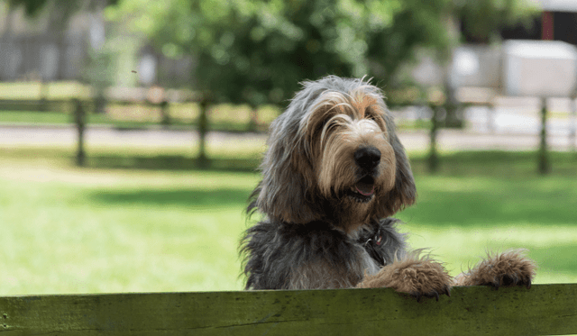 Otterhound (Vydrař)