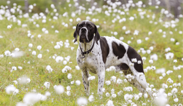 Pointer