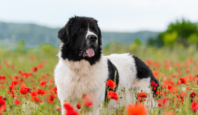 Landseer