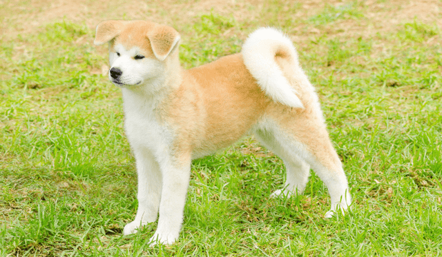 Akita inu