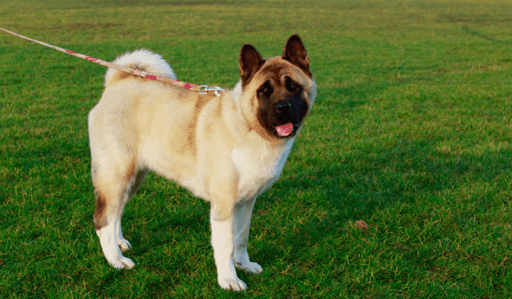 Americká akita