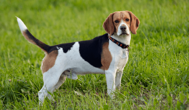 Americký foxhound
