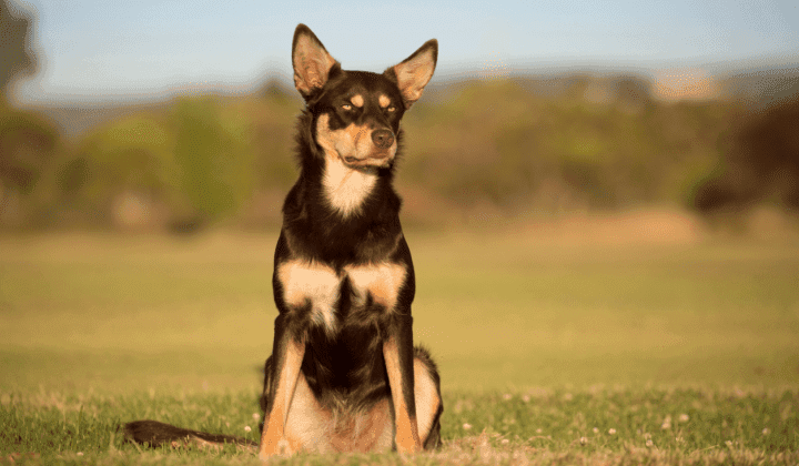 Australská kelpie