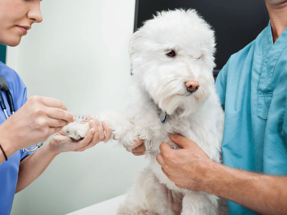 Co dělat, když váš mazlíček krvácí: Praktické rady od veterináře
