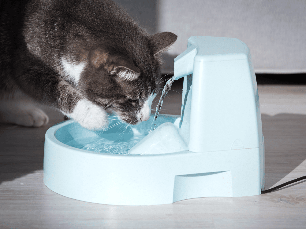 Hydratace koček během horkých letních měsíců: Rady a tipy od veterináře