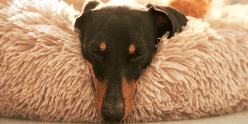 Falešná březost u feny