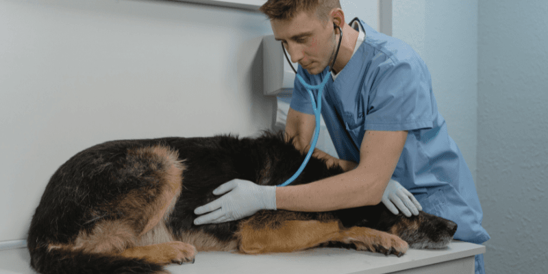 Addisonova choroba (hypoadrenokorticismus) u psa