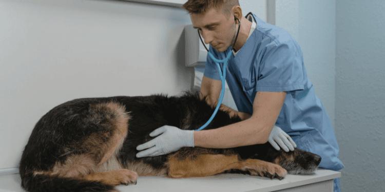 Addisonova choroba (hypoadrenokorticismus) u psa
