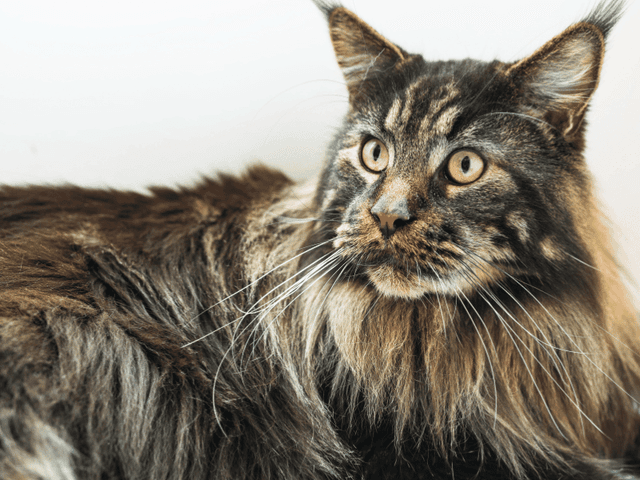 Americká kadeřavá kočka dlouhosrstá