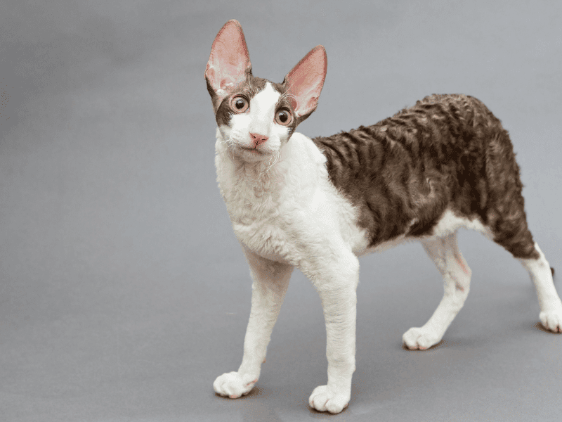 Cornish rex