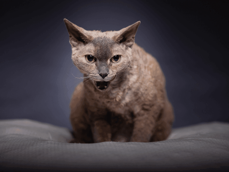Devon rex