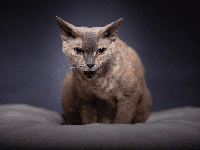 Devon rex