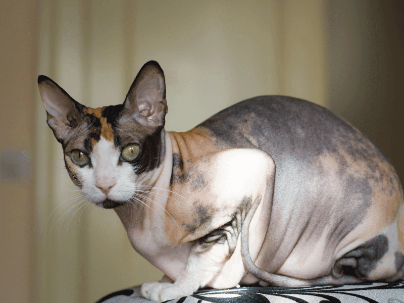 Donský sphynx