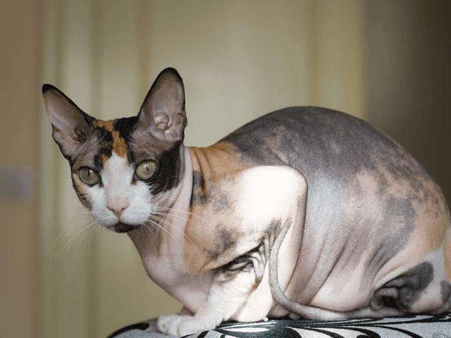 Donský sphynx