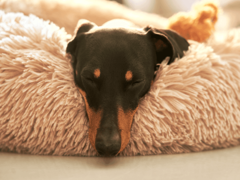 Proč kastrovat nebo nekastrovat fenu
