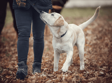 Obedience a sociální dovednosti pro mladé psy