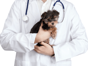 Jak probíhá vstupní prohlídka psa u veterináře