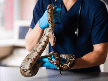 Možnosti využití telemedicíny u exotických zvířat