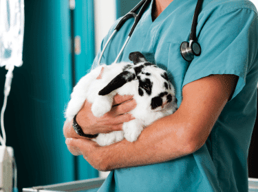Kdy vyhledat veterináře u nemocných drobných savců jako je králík, ježek, fretka nebo hlodavec