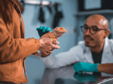 Kdy vyhledat veterináře u nemocných plazů
