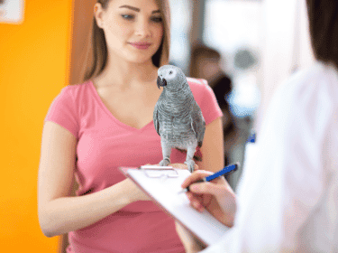 Kdy vyhledat veterináře u papoušků